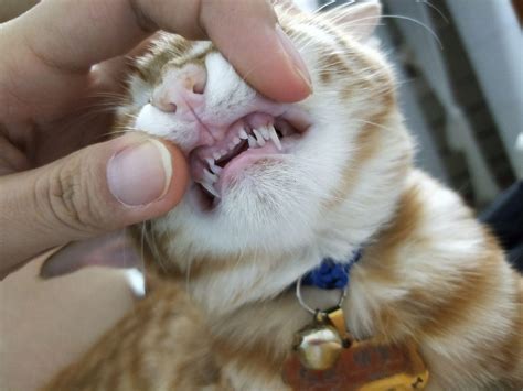 牙齒不平 自来猫风水